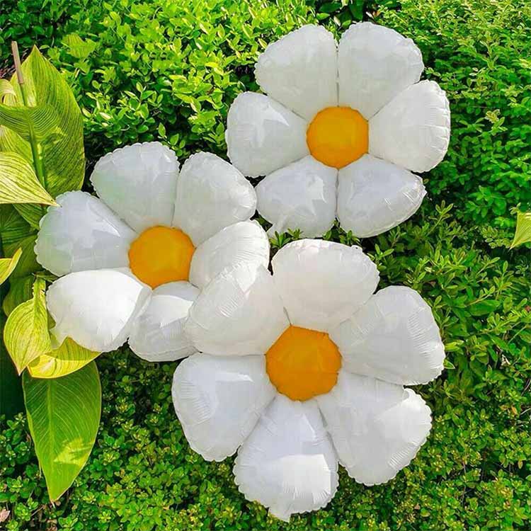 Seisear balún scragall phetal daisy